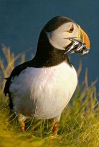 Puffin 2