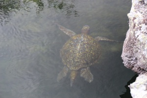 Tortue marine