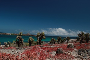 Isla Plazas