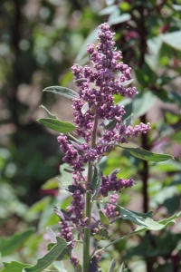 Quinoa
