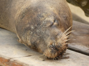 Lion de mer