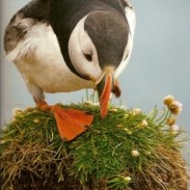 Puffin 1
