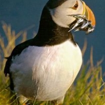Puffin 2