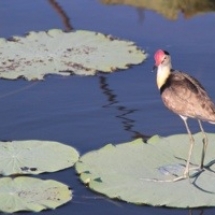 20130720-182156.jpg