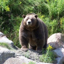 zoo st félicine