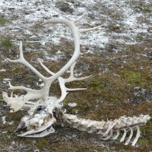 isfjordP1000732
