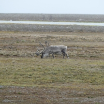 isfjordP1000757