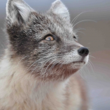 Polar Fox