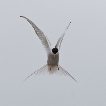 Crazy bird