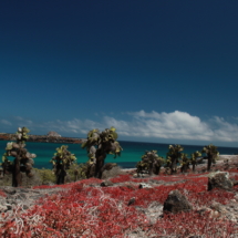 Isla Plazas