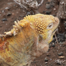 L&#039;iguane jaune