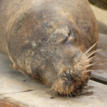 Lion de mer