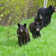 Black Bear family walking along the edge of a forest